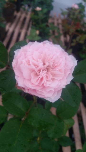 Mawar IMPORT david austin id hyde