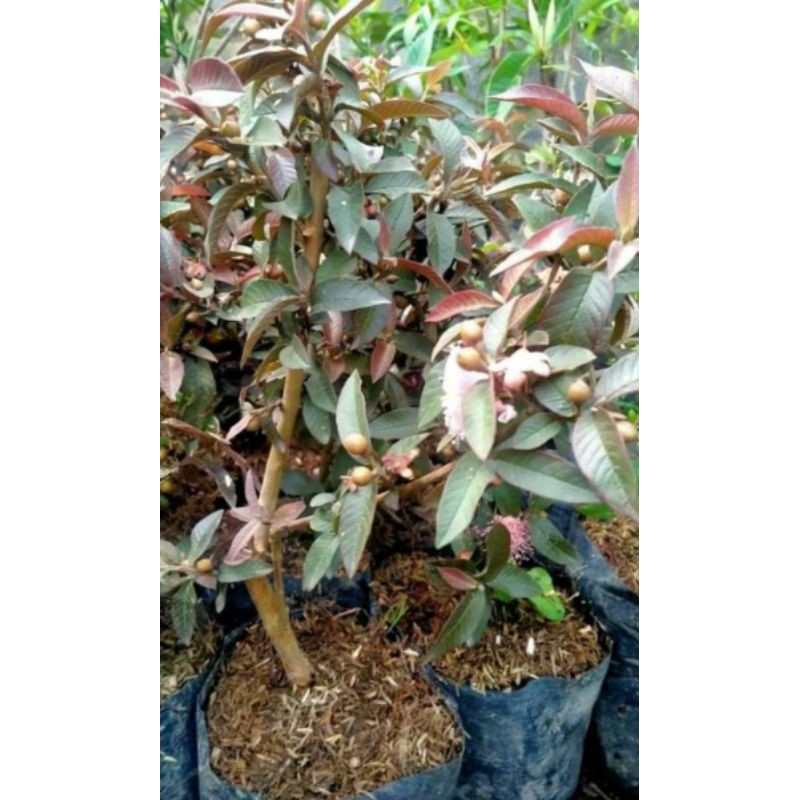 bibit jambu biji mini atau jambu kerikil mini berbuah
