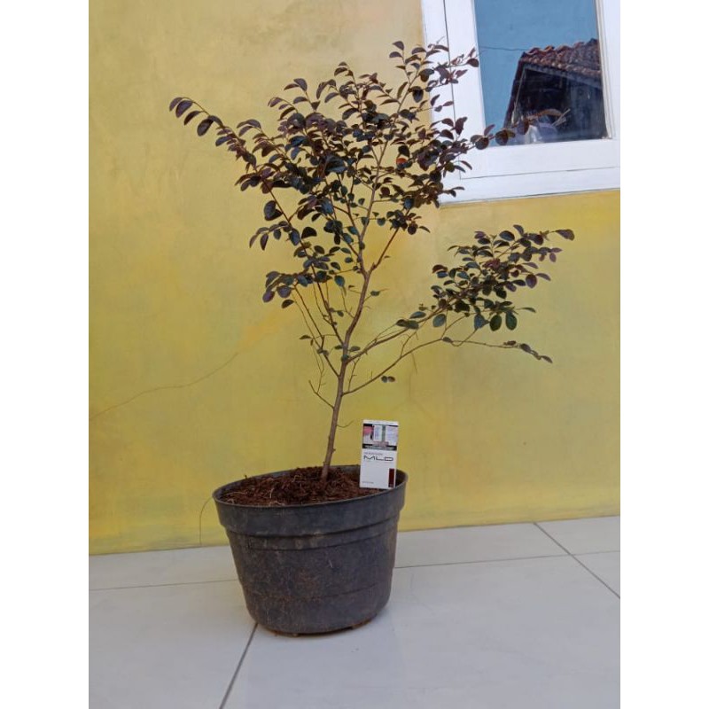 bahan bonsai serut merah