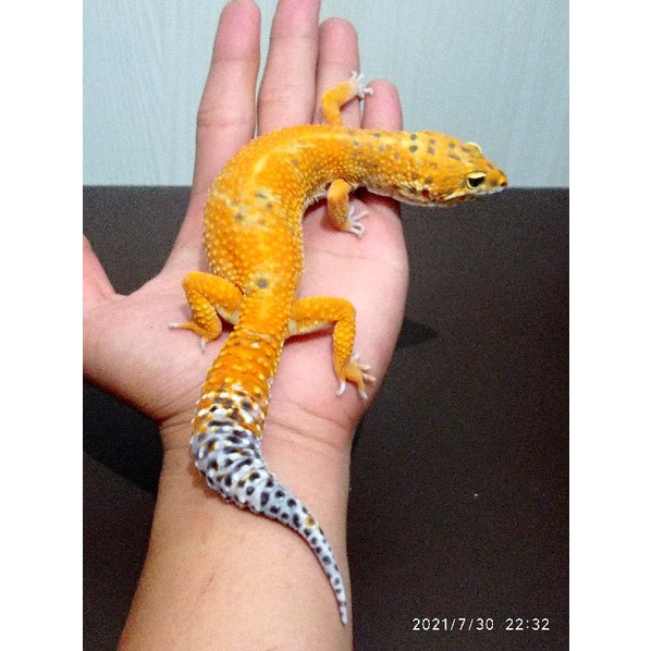 mainan leopard gecko sepasang