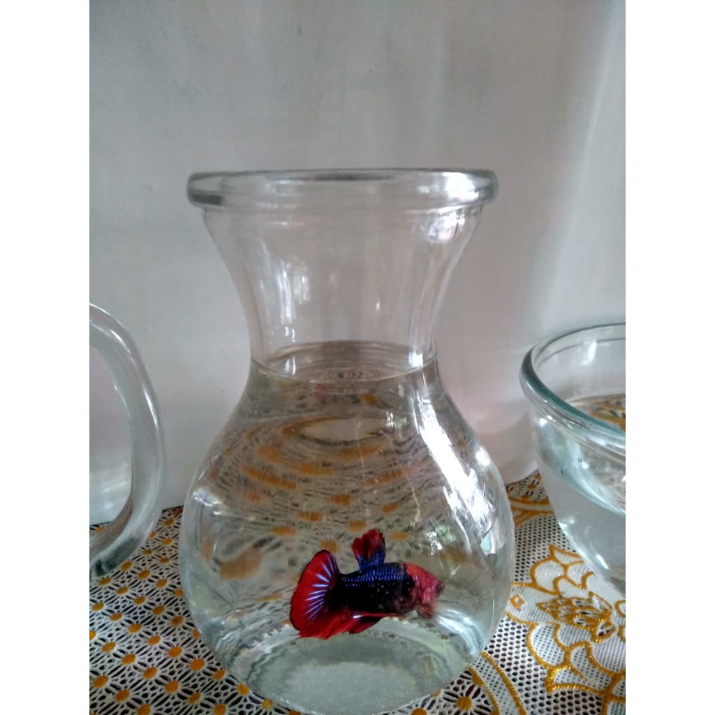 (Garansi 100%)  Vas Bunga Kaca | Tank Cupang | Aquarium Mini Ikan Cupang | DJM 17