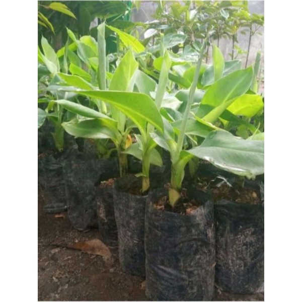 Bibit pisang raja manten | raja ijo | raja temen