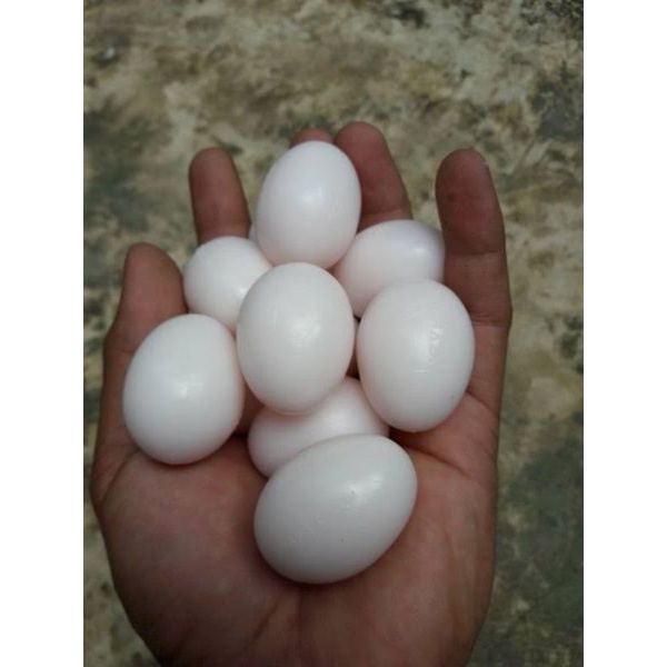 

Telur Merpati Untuk di tetaskan/konsumsi