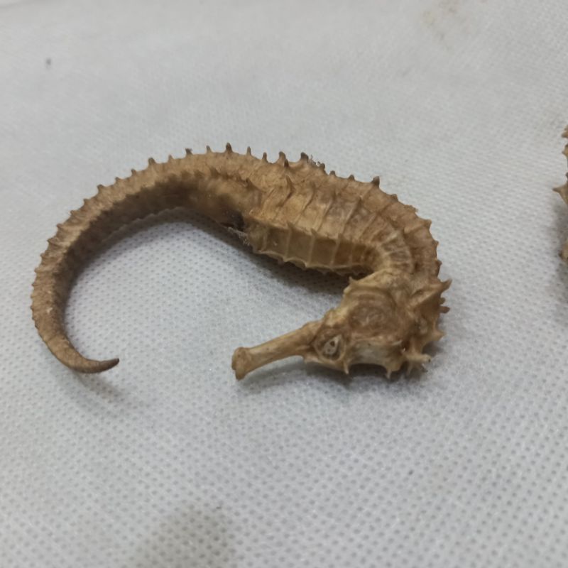 barang antik kuda laut kering asli 100%