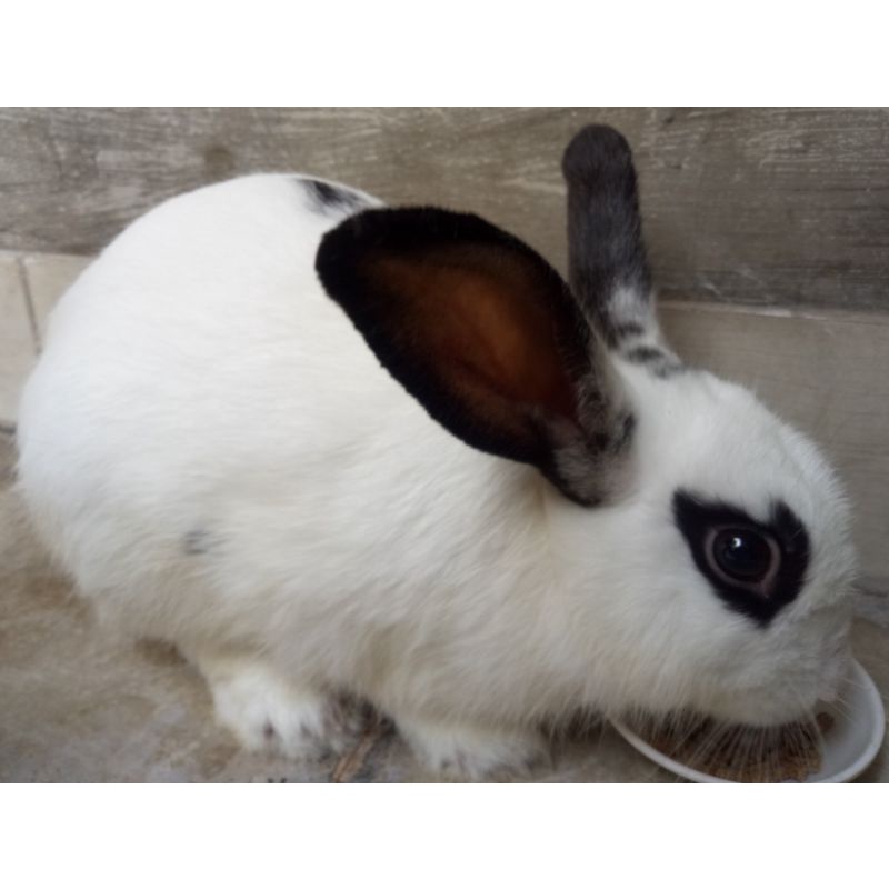 (GRAB/GOJEK ONLY READ DES) READY KELINCI JANTAN LOKAL PEDAGING