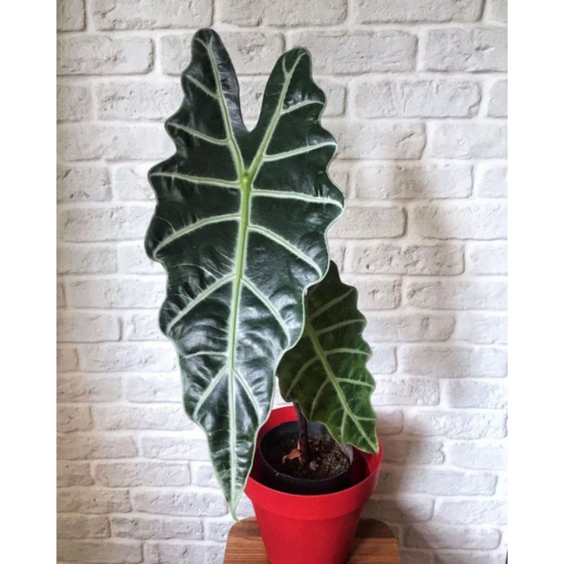 alocasia amazonica