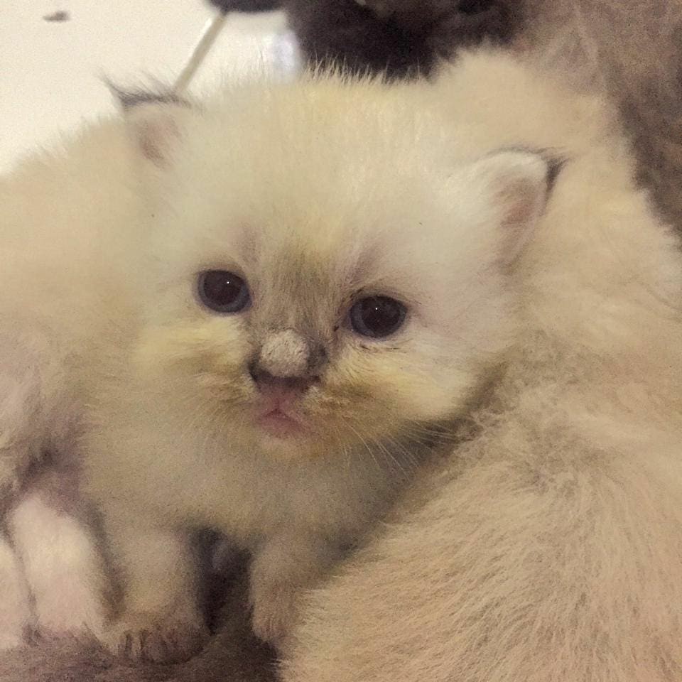 Set Couple Baju Batik Halus, Couple Batik Kondangan, Sarimbit Batik Keluarga Uneys