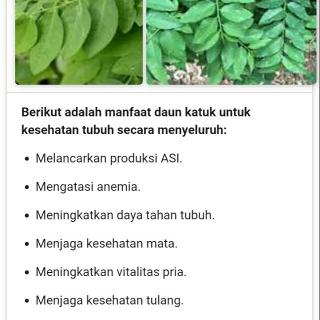 

Pohon daun katuk