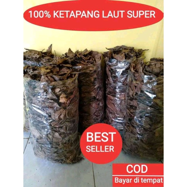 DAUN KETAPANG LAUT SUPER OLAHAN 1KG SIAP PAKAI