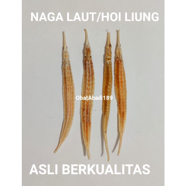 Naga Laut / Naga Laut Kering / HaiLong / HoiLiung / Obat Stamina Pria