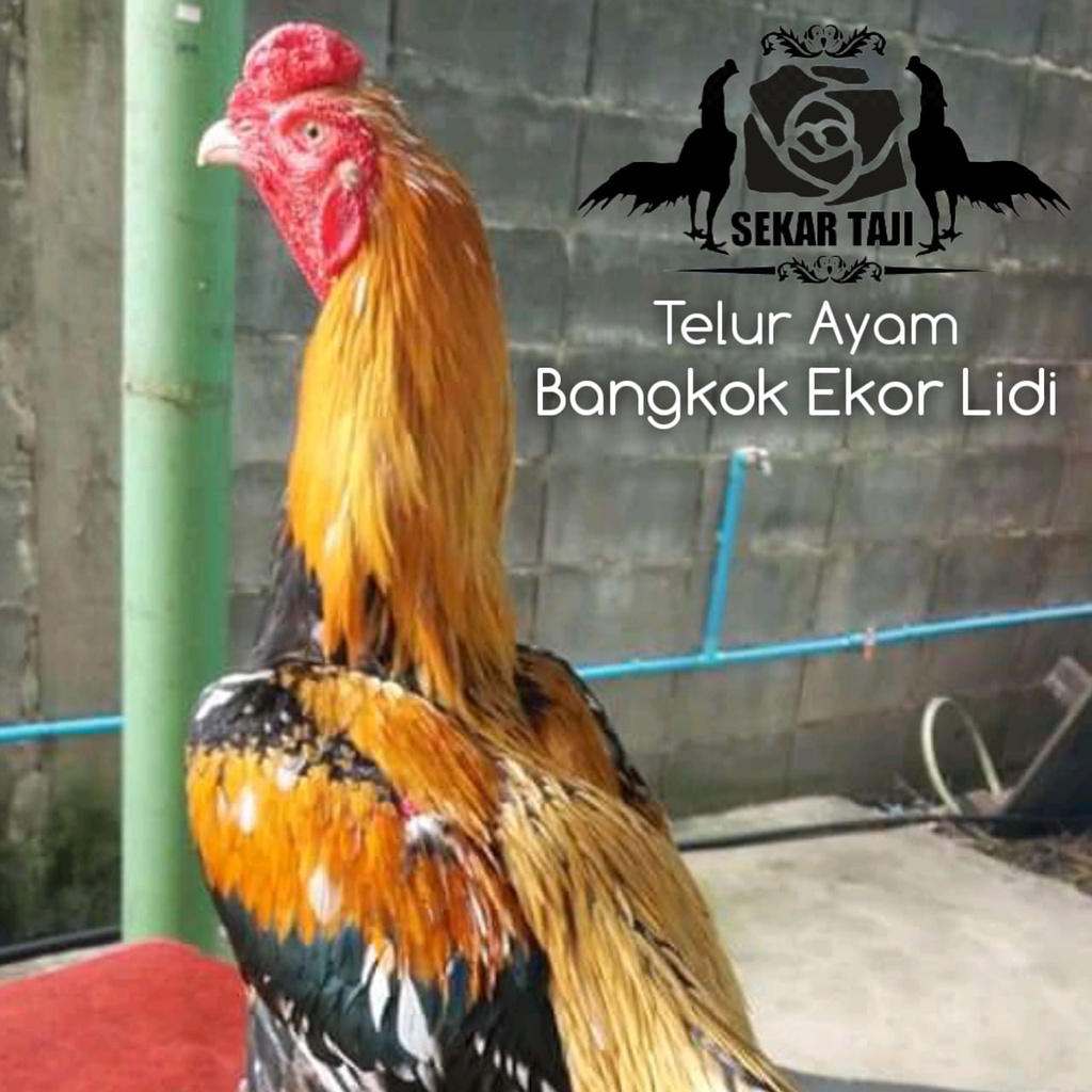 telur ayam bangkok hias ekor lidi asli thailand