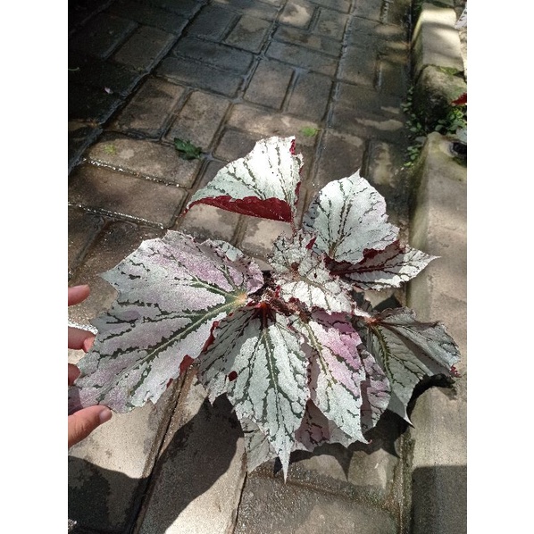 Tanaman Hias Begonia Silver Rimbun