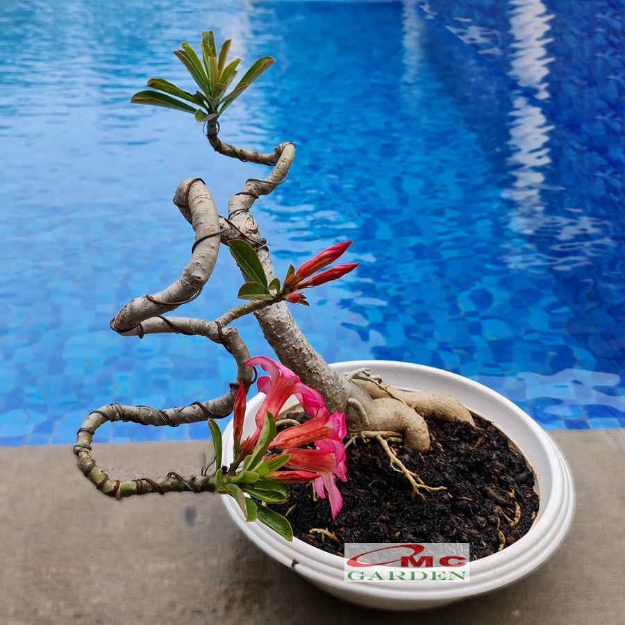 Tanaman Hias Bonsai Adenium Arabicum Obesum Kamboja Jepang B-KJ-003