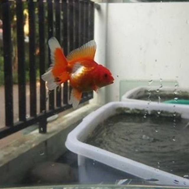 Ikan hias maskoki oranda rosetail polkadot