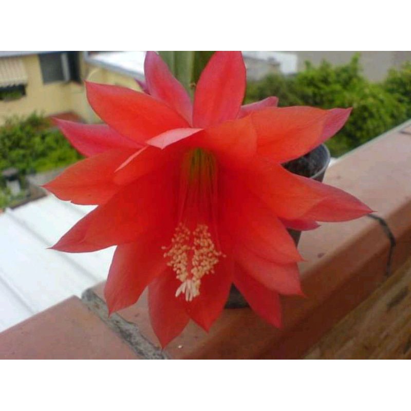 bibit cutingan wijaya kusuma id ackermanii