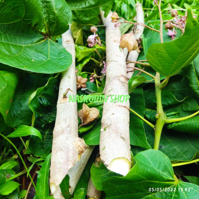 

[Fresh] BIBIT PALIASA / BIBIT STEK PALIASA / BIBIT DAUN PALIASA / BIBIT DAUN KATIMAHA