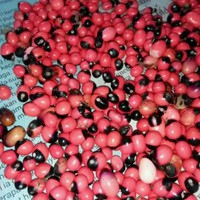 Benih biji pohon saga | benih tanaman daun saga | 30 biji