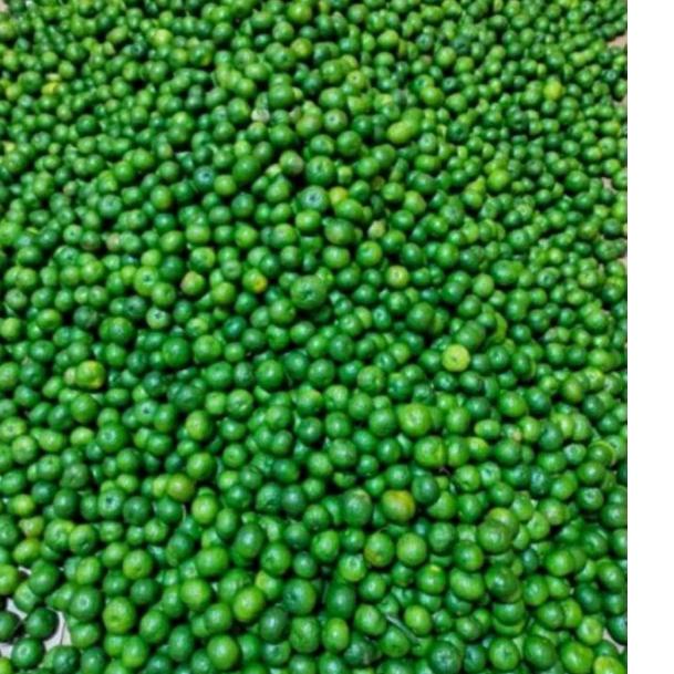 

Model baru - 1kg jeruk limo segar limau