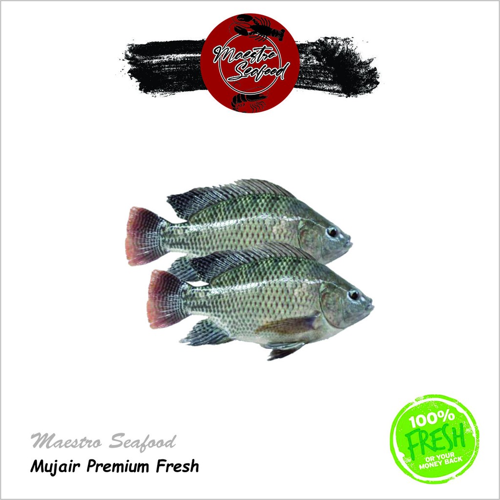 

Ikan Mujair Premium Quality Fresh - 1.000 gr