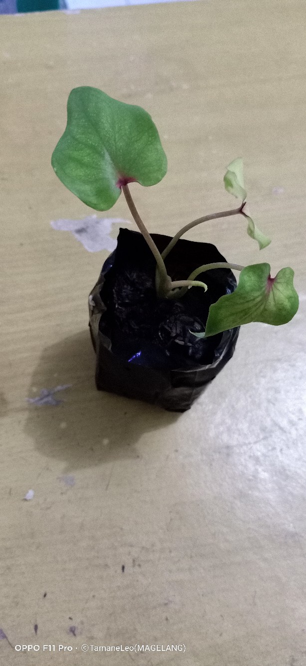 Keladi Hias_keladi Hanoman Obong