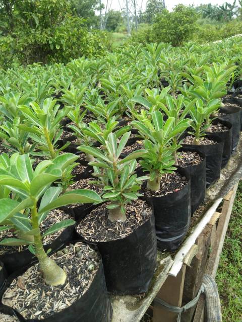 Paket 5 tanaman hias adenium bunga tumpuk ( Kamboja Jepang )-4