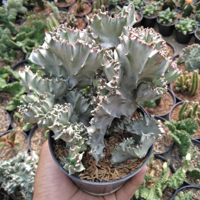 euphorbia lactea cristed
