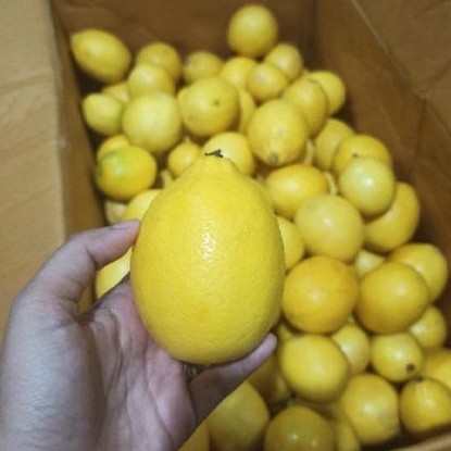 Jeruk Lemon California 1 BUAH Ukuran kecil