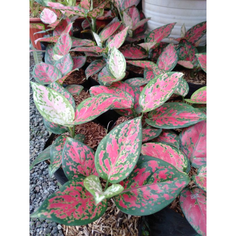 Aglaonema Dud Anjamani