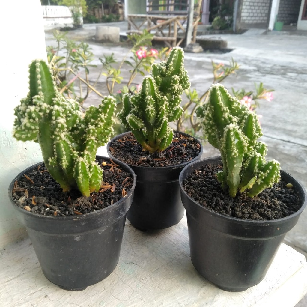 Kaktus Candi/Cereus Tetraganus/Kaktus Mini