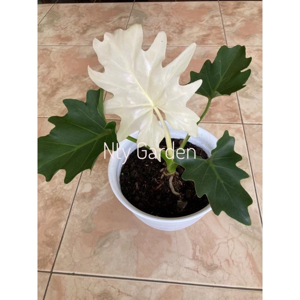 Philodendron selloum varigata