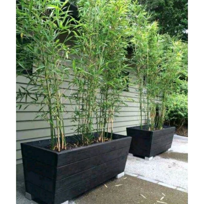 Bibit bambu cendani, bambu cina siap tanam