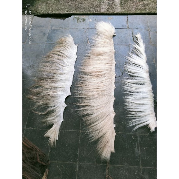 Suri kuda putih/Jambak kuda putih