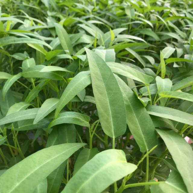 500 Biji - Benih Kangkung DAUN SEDANG