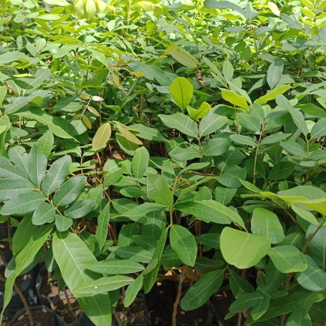 

Lengkeng kristal super