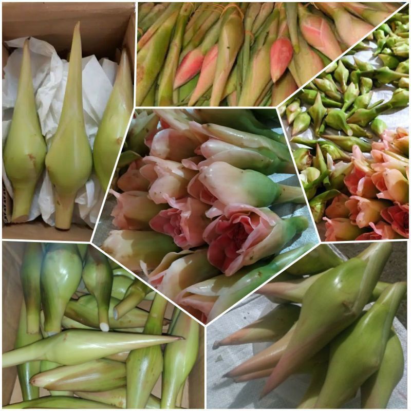 

KECOMBRANG FRESH SEGAR BARU PETIK PER PCS