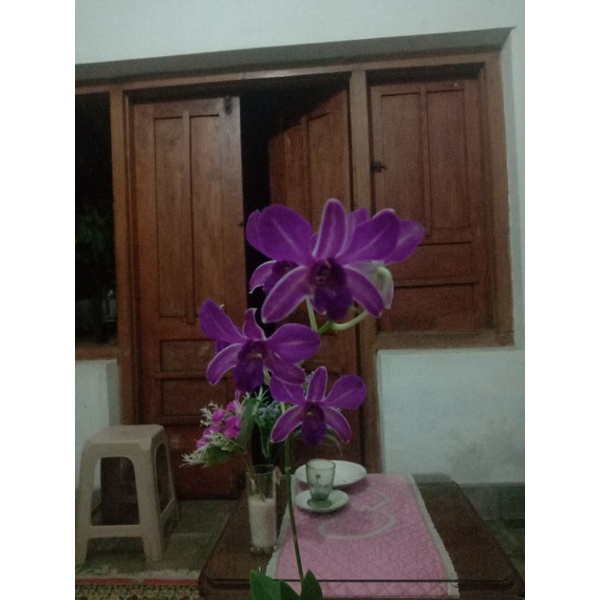 Jual dendrobium | Shopee Indonesia