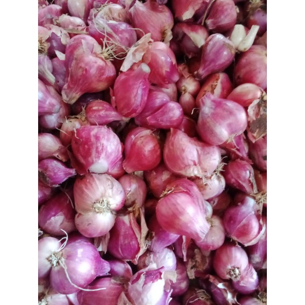 

bawang merah jombang