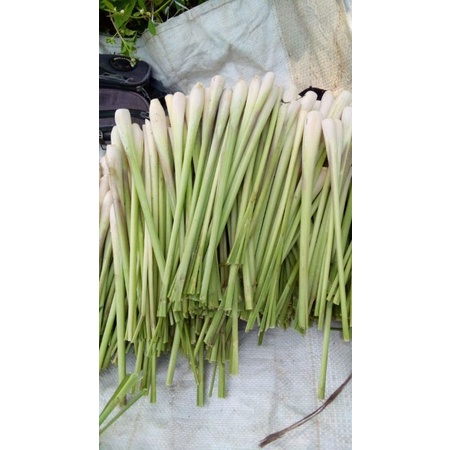 

sereh / sarai sayur