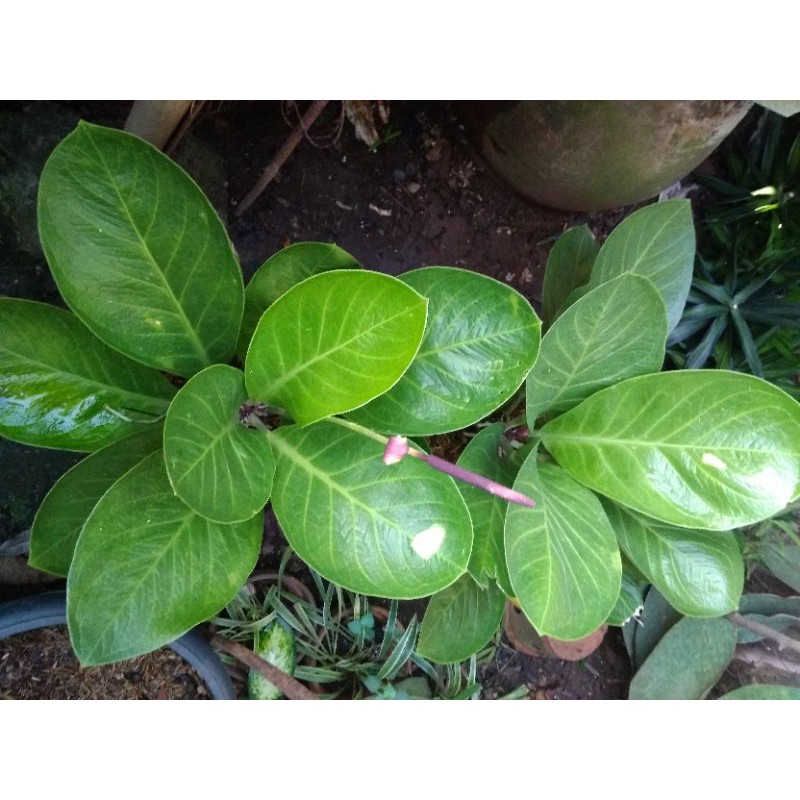 Anthurium Jenmani mangkok