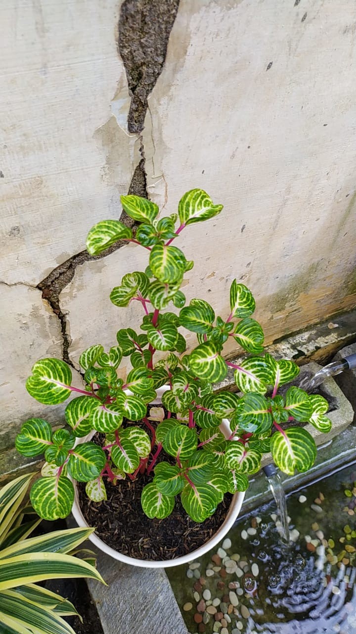 [big Sale] Hw Cartoon Design Mask Adjustable Soft Silicone Ear Hook