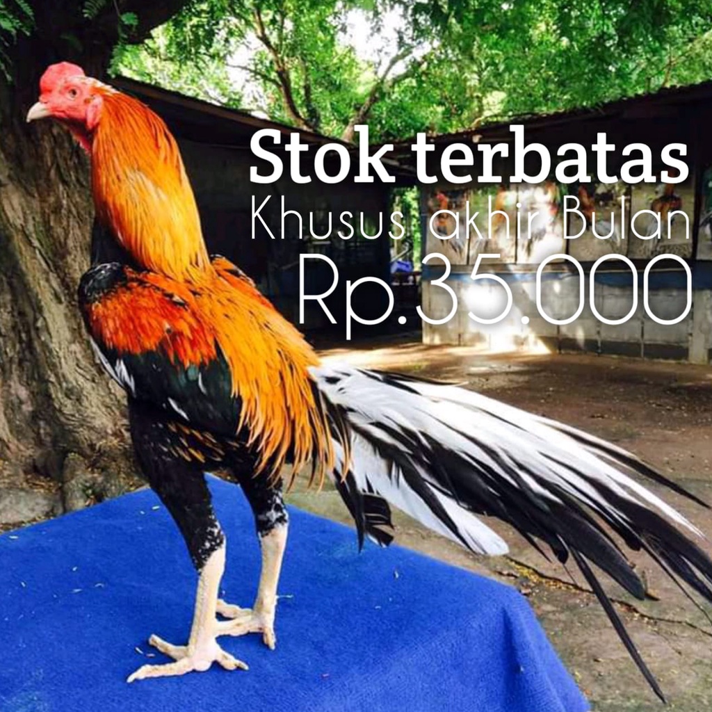 

ayam bangkok ekor lidi telur fertil asli lhk perbutir