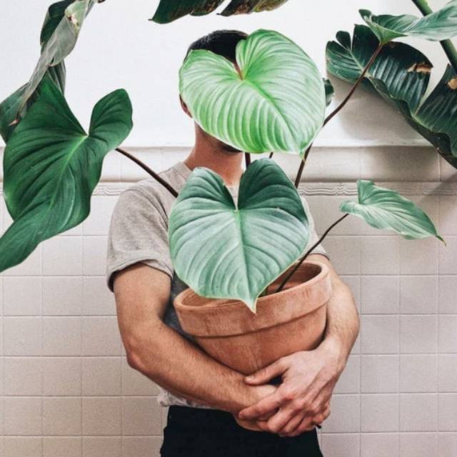 Tanaman hias homalomena hijau - homalomena