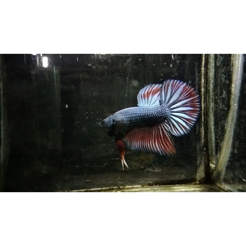 IKAN CUPANG GIANT EKOR LEBAR BO.4,5UP