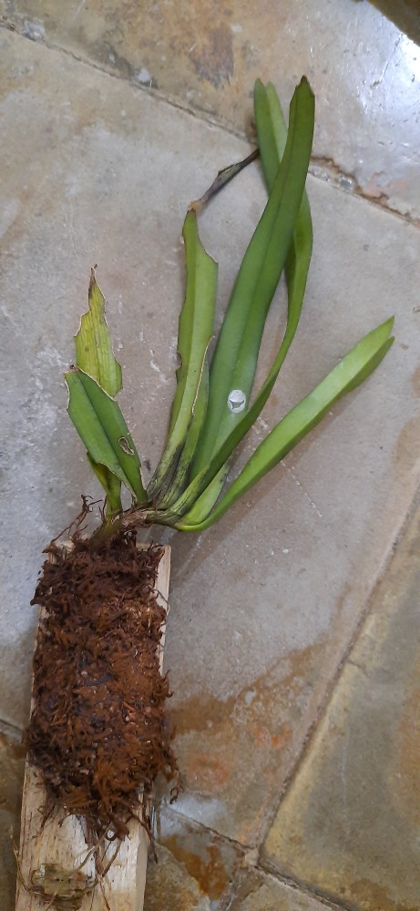 Sarcoglyphis Comberi