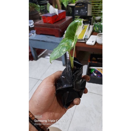 alocasia varigata sente varigata baby / anakan