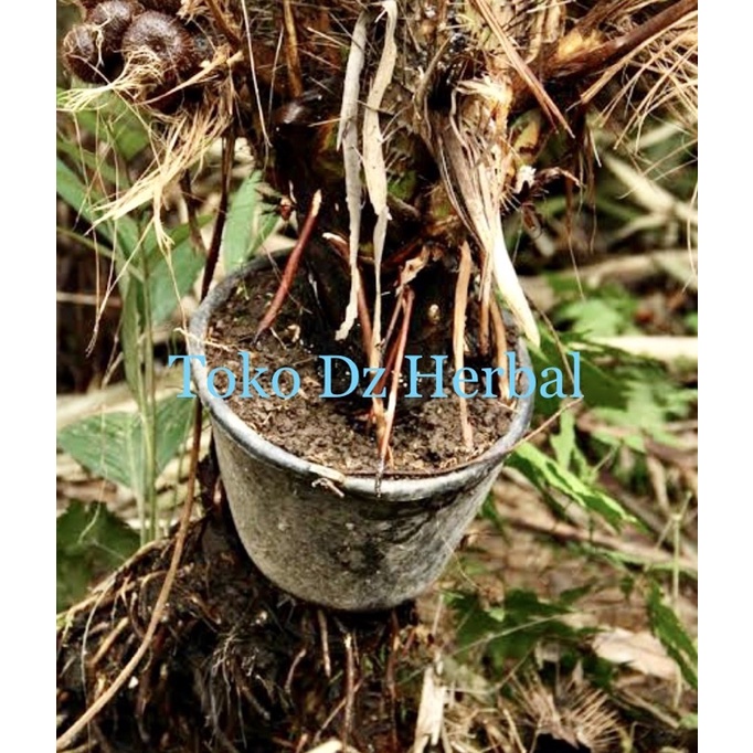 

Akar pohon salak khusus akarnya saja 100 gram-az