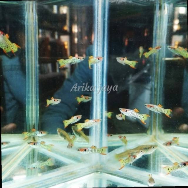 Ikan guppy mini tiger ikan hias aquascape aquarium ko