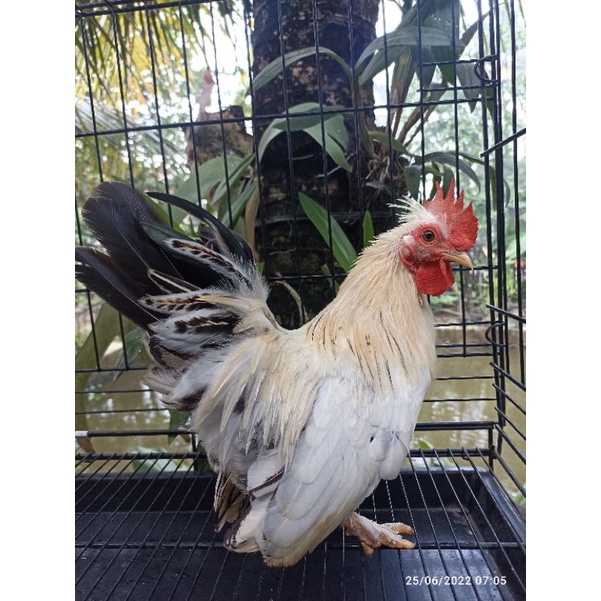 Ayam kate Jantan pra dewasa warna putih-hitam