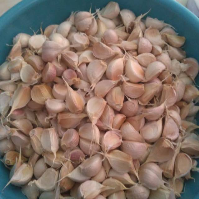 

Bawang putih kating