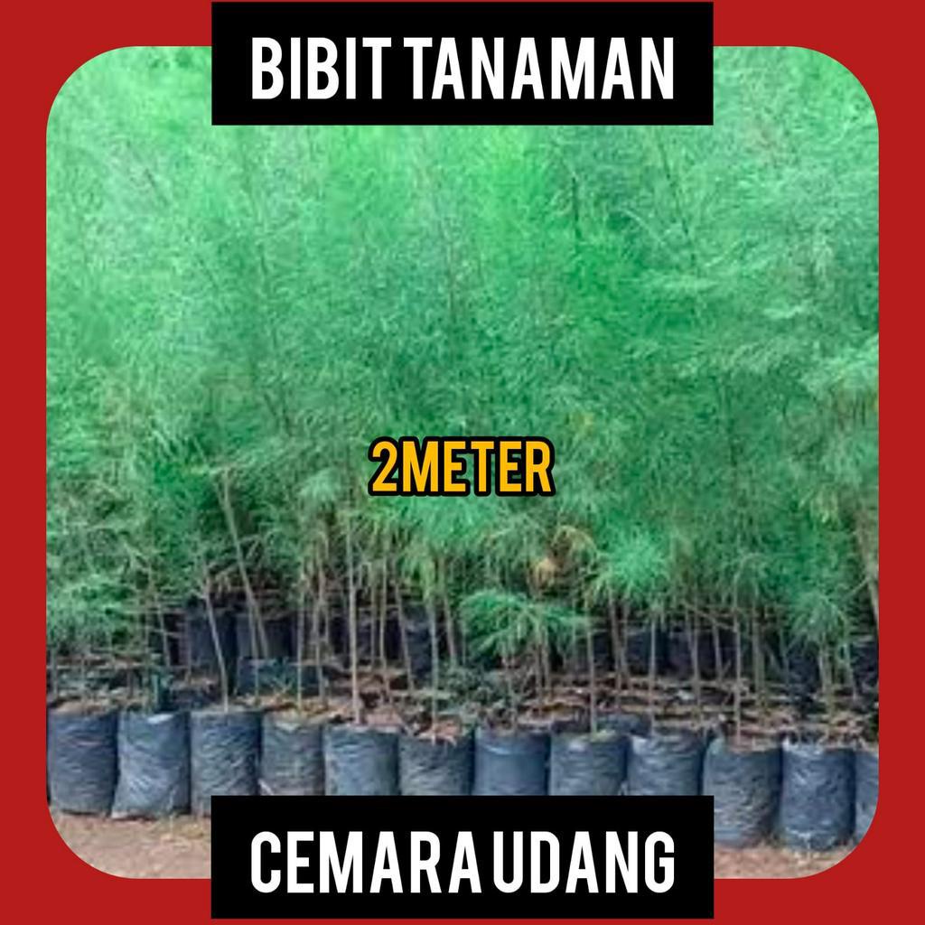 Bibit Cemara Udang 2 Meter